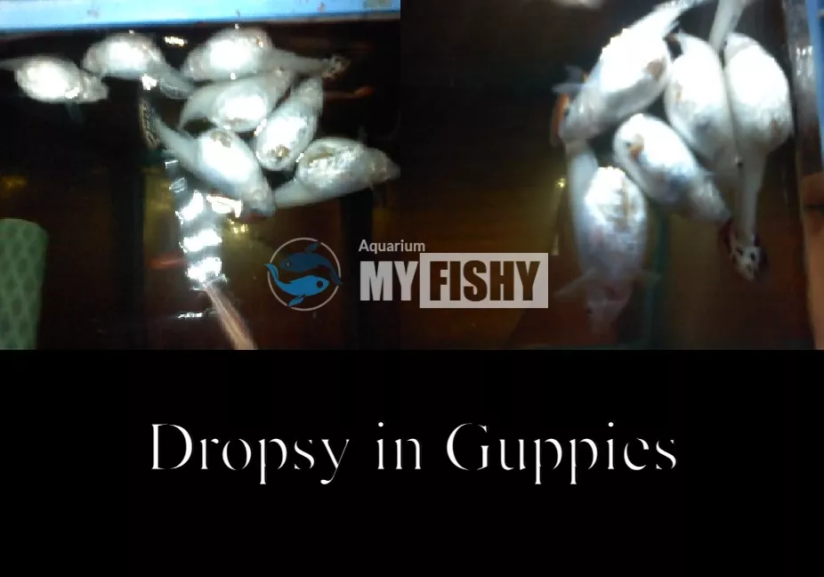 Dropsy in Guppies