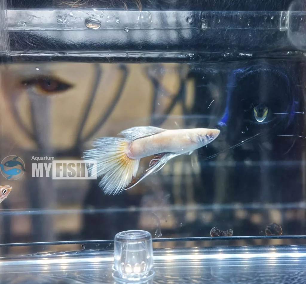 Fin and Tail Rot in Guppies
