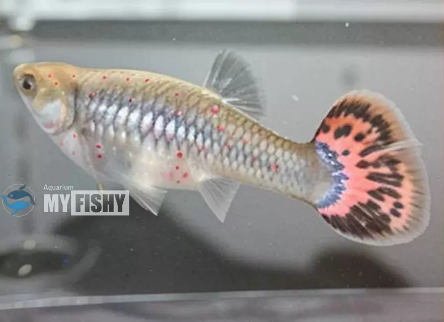 Red Blood Spot (Hemorrhagic Septicemia) in Guppies