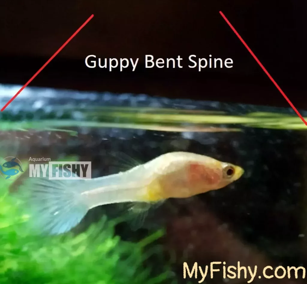 Scoliosis (Bent Spine) in Guppies
